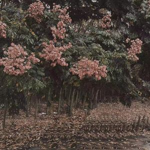 校花强迫我揉她🐻
